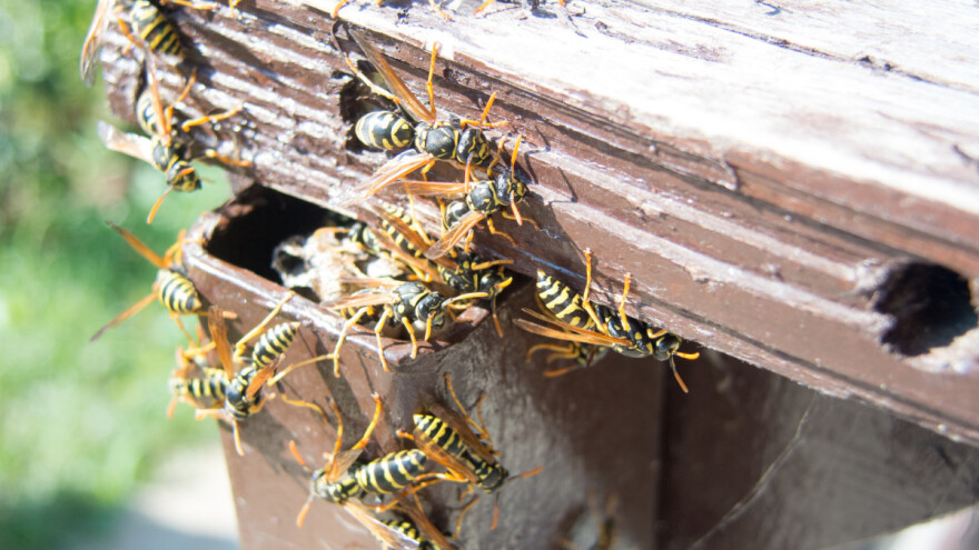 Protiv stršljena - plastičnom bocom i pivom