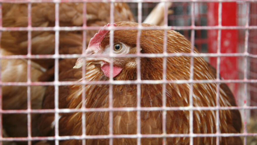 Zabrana kaveznog uzgoja mogla bi da ugasi živinarstvo u Srbiji?