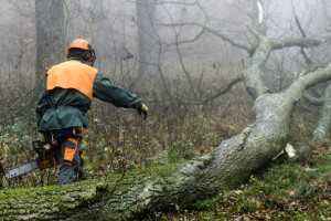 Šumska gazdinstva režu plate radnicima zbog pada prihoda