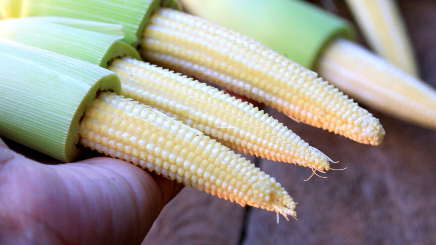 Kako proizvesti mini kukuruz?