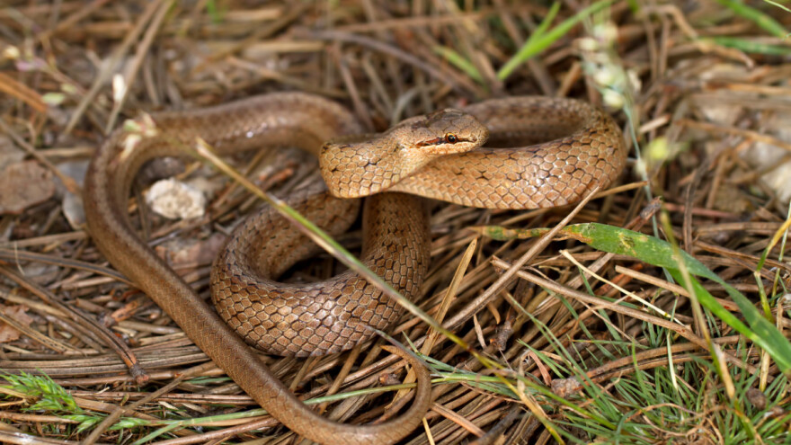 Uzela šerpu da skuva ručak, a u šerpi zmija!?