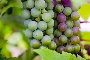 U trebinjskim vinogradima ove godine očekuju rod veći do 15 posto