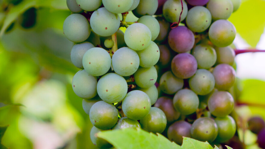 U trebinjskim vinogradima ove godine očekuju rod veći do 15 posto