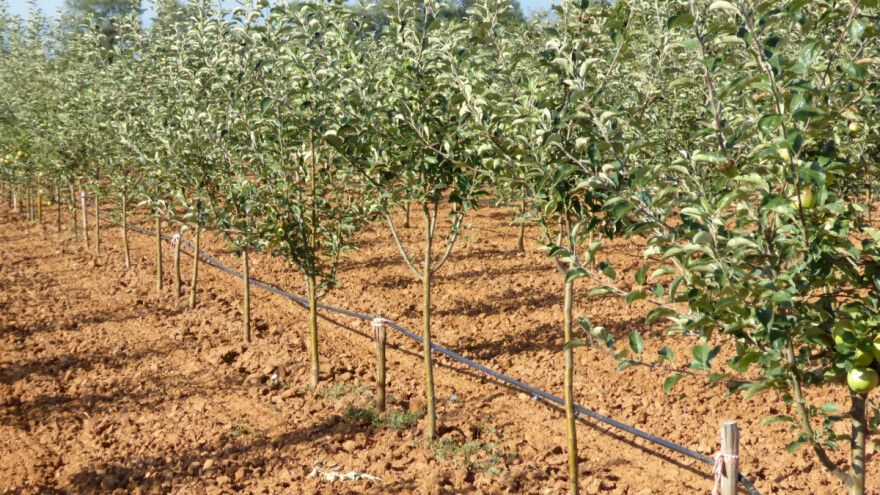 Konkurs Pokrajinskog fonda za kredit za podizanje voćnjaka i vinograda
