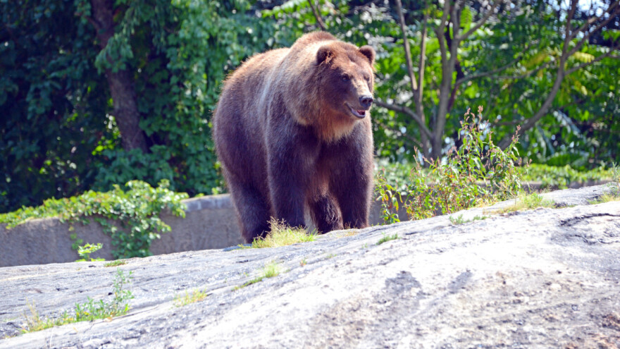 Sa strvinama pred ministarstvo: Slovenci prosvjedovali protiv medvjeda i vukova