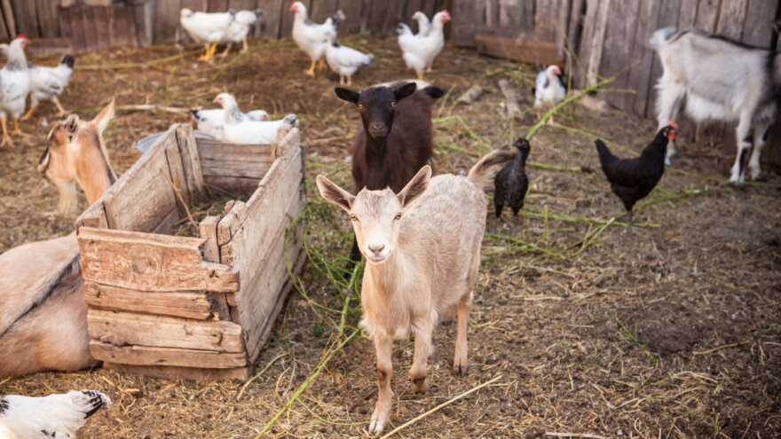 Planirate da živite na selu? Ovo je TOP 6 životinja koje možete da uzgajate