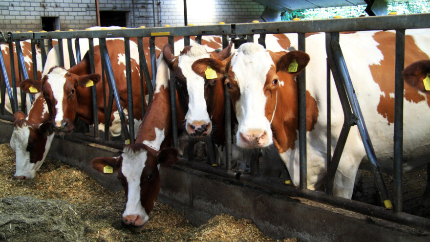 Hranidba zobi smanjuje emisije metana kojega ispuštaju krave?