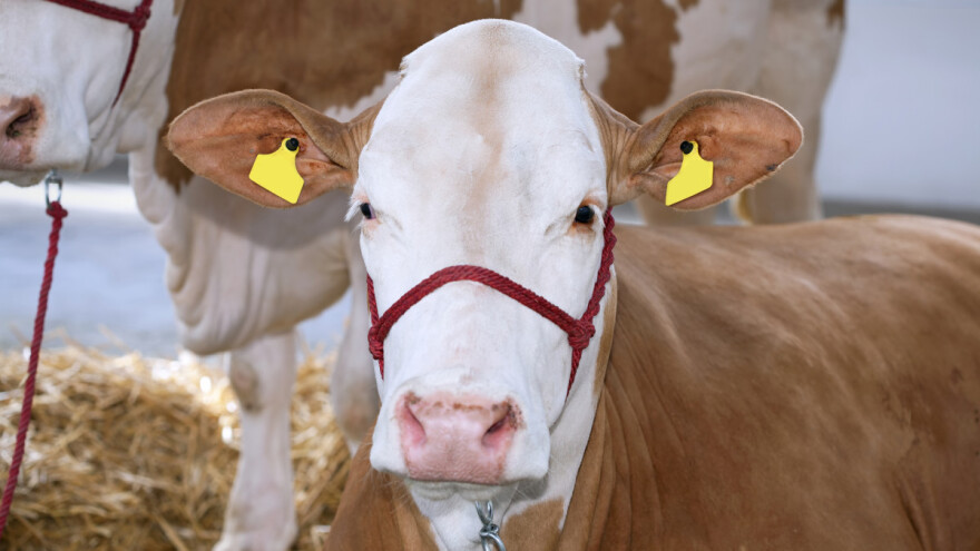 Rekordna cijena: Dali više od 200.000 eura za mladog simentalca