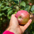 Da li u svom dvorištu imate stablo stare voćne sorte? Uključite se u projekat!