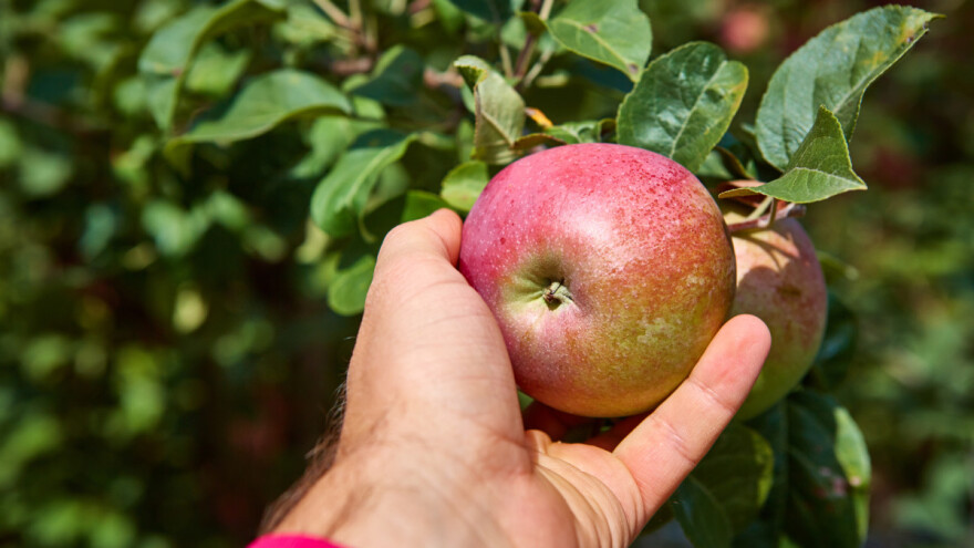 Da li u svom dvorištu imate stablo stare voćne sorte? Uključite se u projekat!