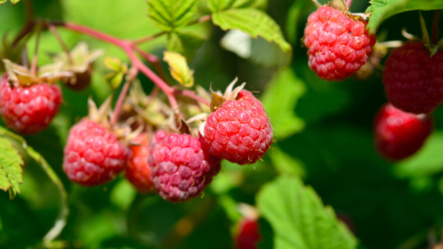 Vlada ZDK povećala iznos podsticaja za proizvodnju maline, kupine i organske jagode