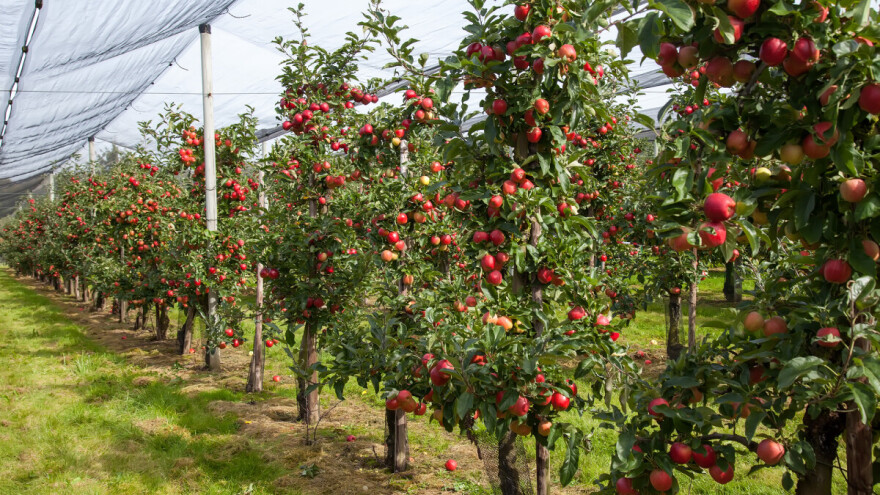 Kako đubriva sa aminokiselinama utiču na otpornost voća