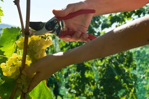 Koliko će ovogodišnji prinos i kvalitet grožđa da utiče na cenu vina?