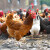 Primjena kokošijeg đubriva može povećati prinos povrća do 40 posto