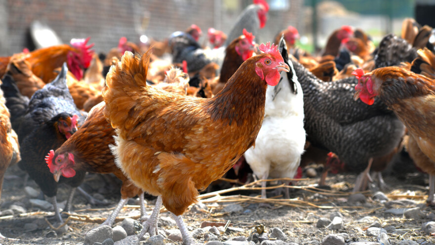 Primjena kokošijeg đubriva može povećati prinos povrća do 40 posto