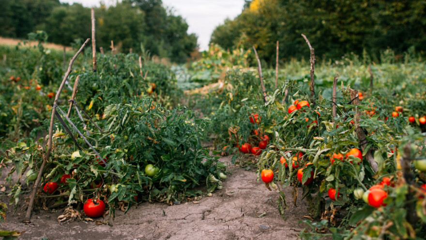 Kako prepoznati i ublažiti toplinski stres kod biljaka?