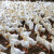 Usmrćeno gotovo 24 tisuće pataka zbog ptičje gripe