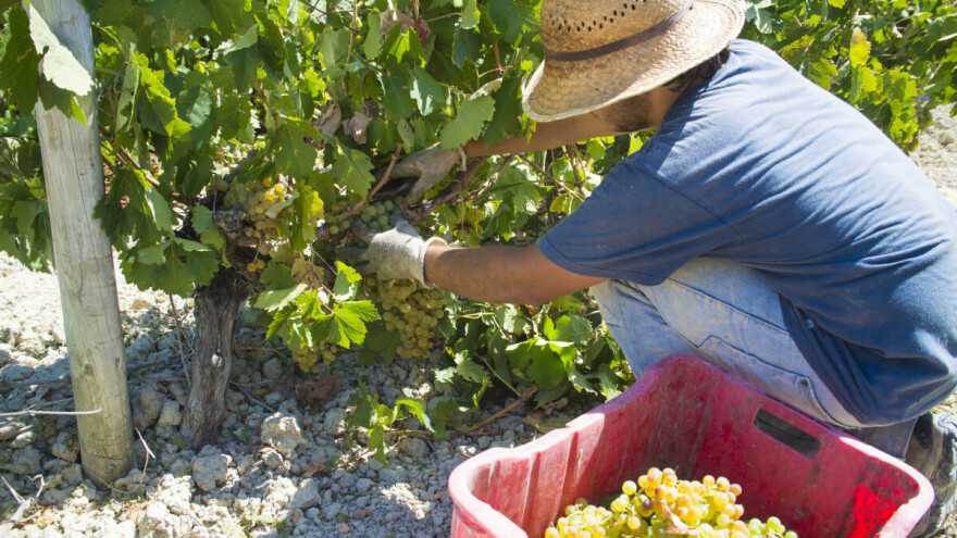 Turska je izvezla grožđe u vrijednosti 120 miliona USD u 56 zemalja