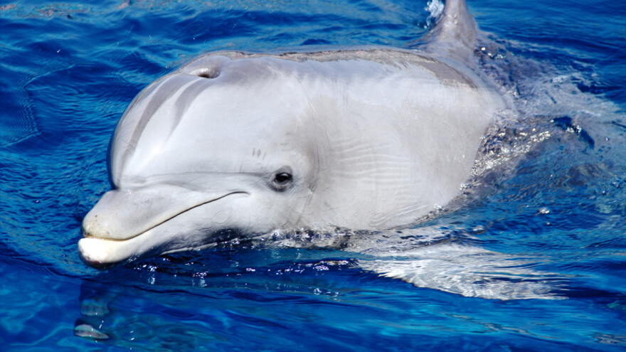 Pravilnik o dodjeli državne potpore i kompenzaciji za štete od sisavaca