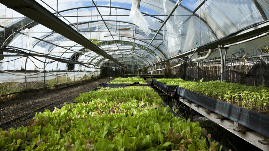 Vihor uništio 30-ak višićkih plastenika - šteta i do 30.000 KM?