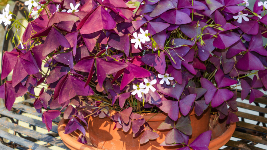 Ukrasna detelina je veoma dekorativna, a jednostavno se uzgaja