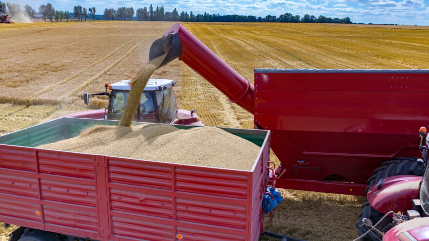 Kakve cene donosi nestabilno majsko tržište žitarica i uljarica?