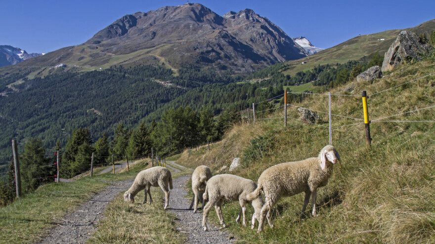 Testiraju električne ogrlice za zaštitu ovaca od vukova