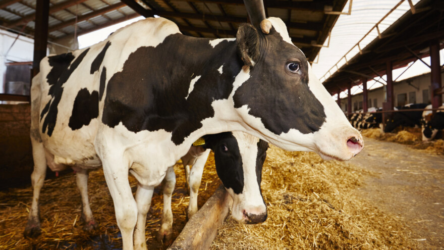Kakvo je stanje na tržištu stočne hrane u jugoistočnoj Europi?