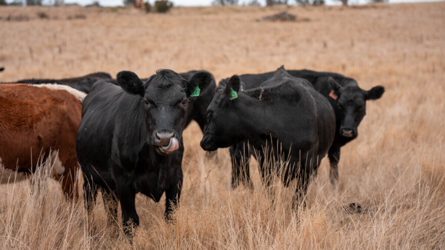 Virus plavog jezika širi se Evropom - izbijanje u Rumuniji