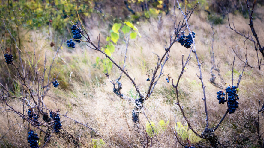 Vlasnik novčano kažnjen zbog zapuštenog vinograda