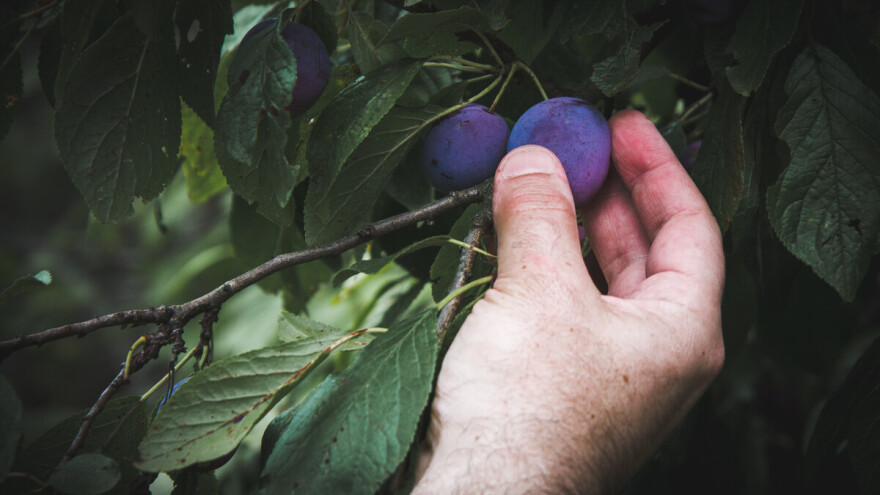 To što je vaš djed uzgajao šljivu - ne znači da vi na tom mjestu nećete narandžu