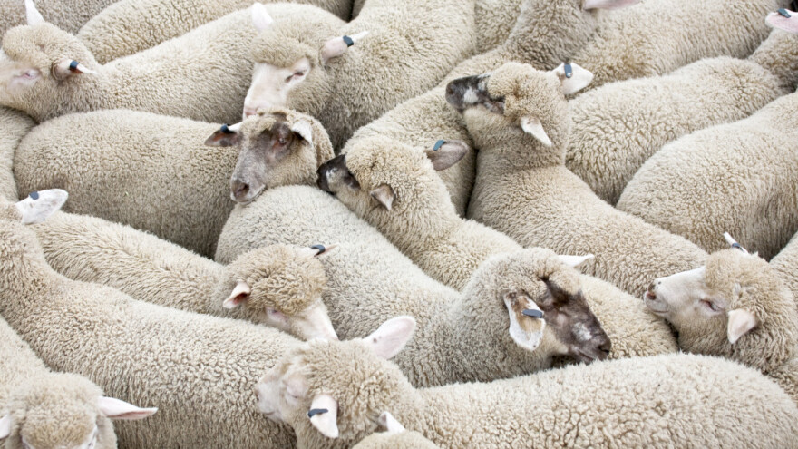 Bolja ponuda prasadi, jagnjad - 400 din/kg