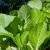 Rana sjetva: Mladi listovi gorušice - prva salata i varivo