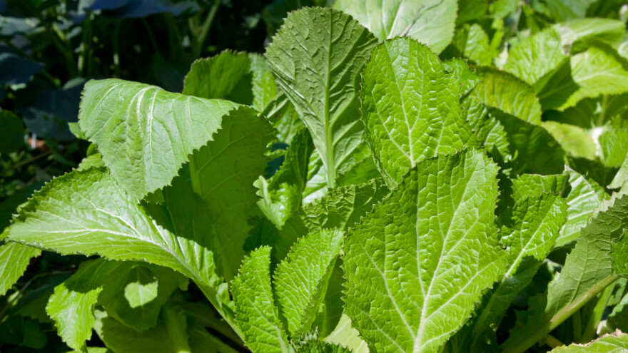 Rana setva: Mladi listovi gorušice - prva salata i varivo