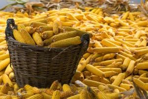 Rastu cene kukuruza i soje, praćene svetskim dešavanjima