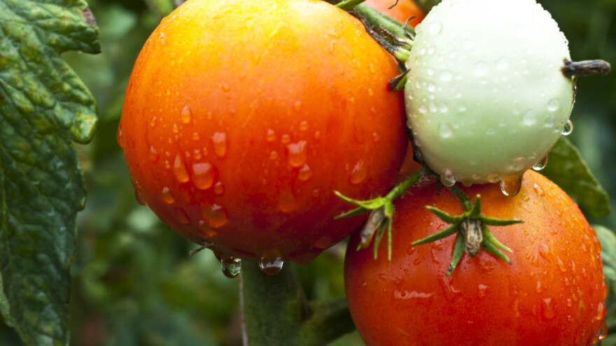 Nakon oluje: Treba li biljke odmah uspravljati?