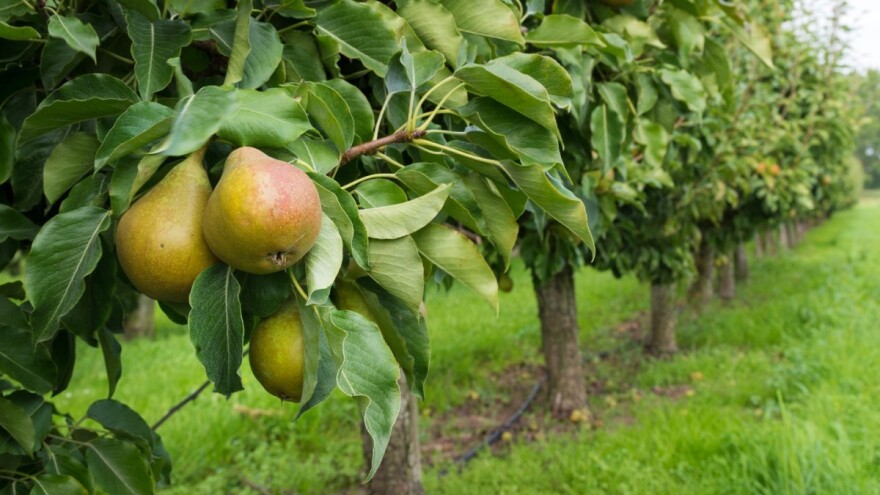 Šta je ključno nakon berbe - kako krušku spremiti za zimu?