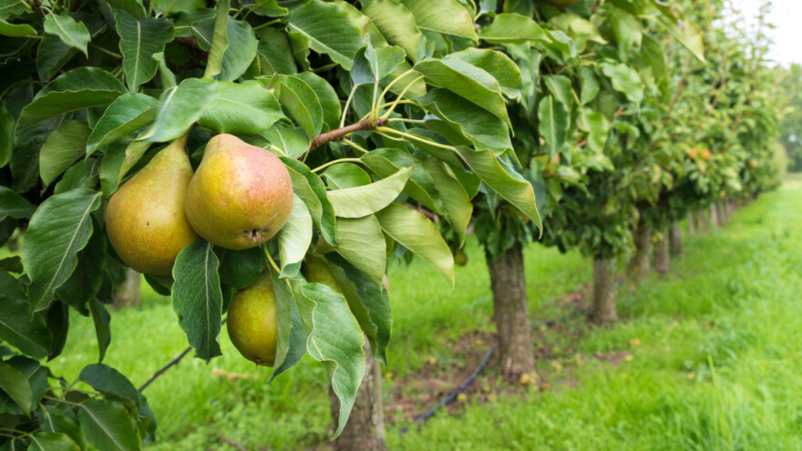 Najvećih 10 proizvođača krušaka u Hrvatskoj