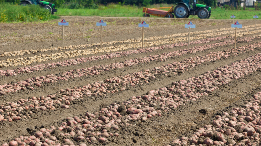 Sve se manje sije u FBiH - i ove godine smanjena površina