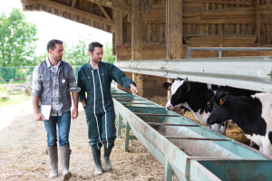 Donesen plan službenih kontrola farmi goveda, ovaca, koza i drugog u FBiH