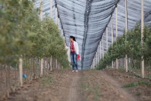 Vojvodina: Konkurs za dodelu kredita za nabavku sistema protivgradnih mreža