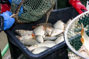 Pravilnik za dodjelu potpore u ribarstvu pušten u javno savjetovanje