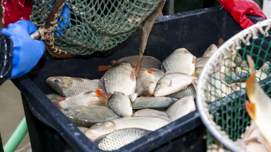 Znatno manje plave ribe, ali i pastrva?