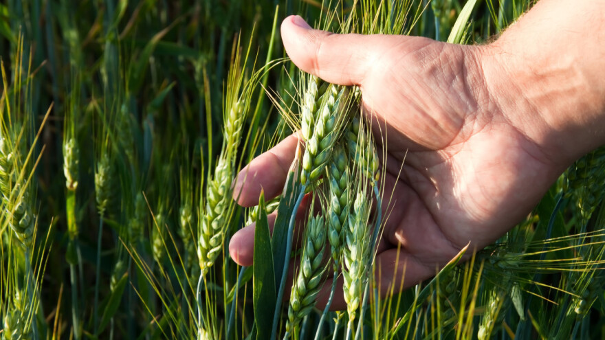 GMO pšenicu će sijati u Brazilu i Argentinu - slabi strah od genetski modificiranih usjeva?