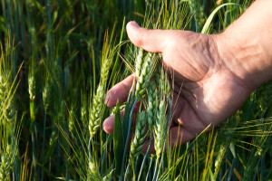 GMO pšenicu će sijati u Brazilu i Argentinu - slabi strah od genetski modificiranih usjeva?