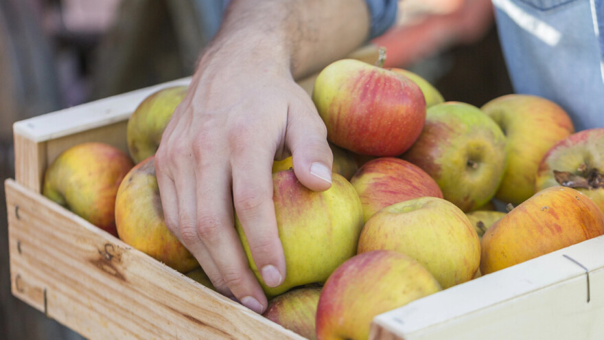 Tek 612 od 1.841 korisnika dobilo je potporu kroz mjeru 1 za voćarski sektor, evo zašto