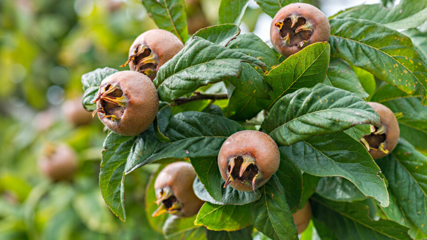 Mušmule berite posle prvog mraza: Čaj od plodova leči impotenciju i deluje antiinflamatorno?