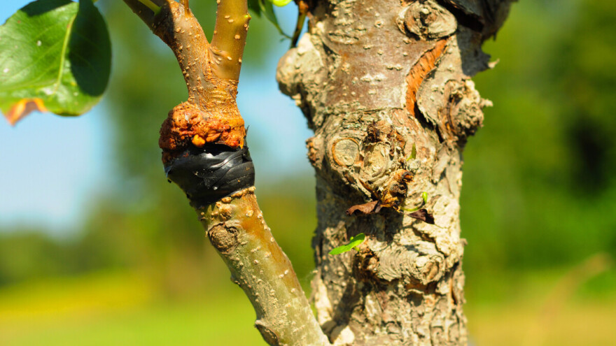 Prednosti divlje trešnje kao podloge za kalemljenje