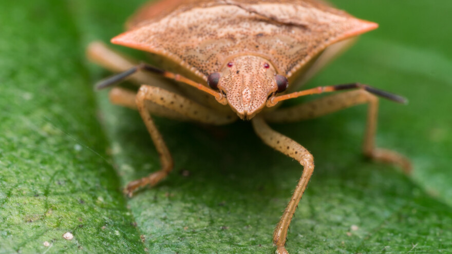 Od utorka zahlađenje - mramorasta stenica napada voće
