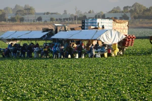 Berba im zavisi od migranata - Italija traži najmanje 200.000 radnika